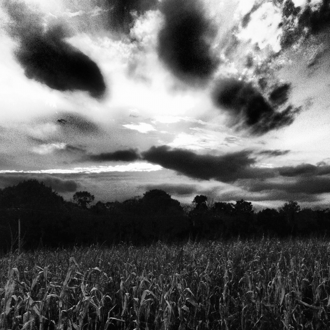 Black and white field
