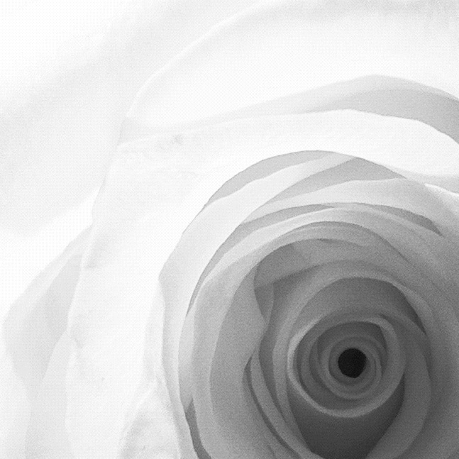 Rose study