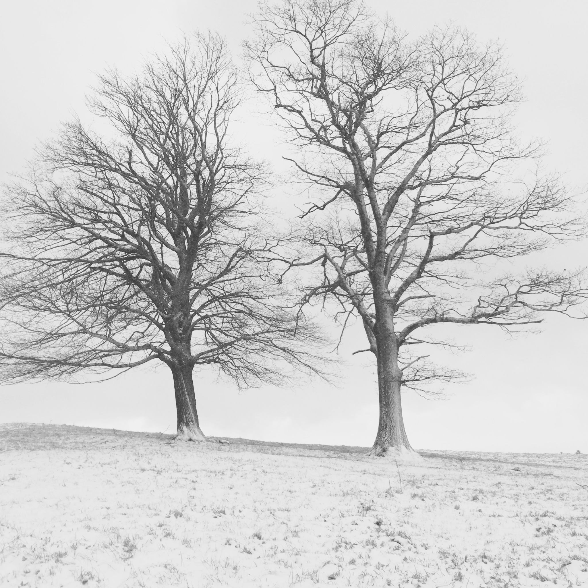 Trees