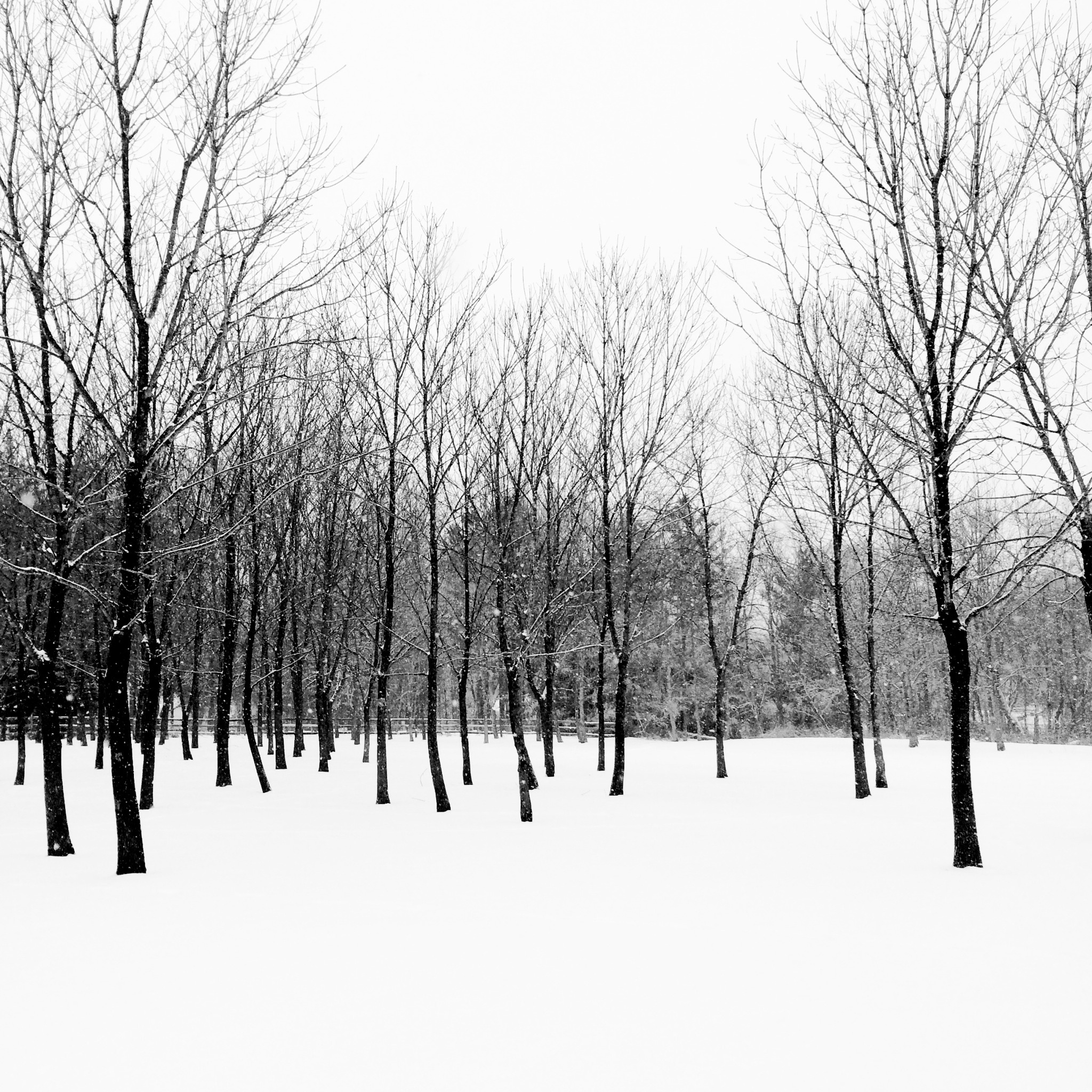 Winter landscape